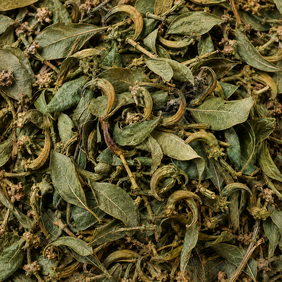 Ankenda