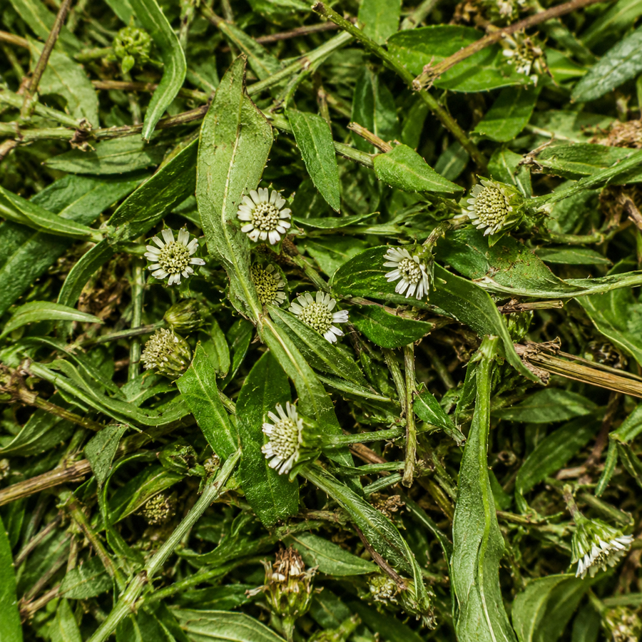  Keekirindiya