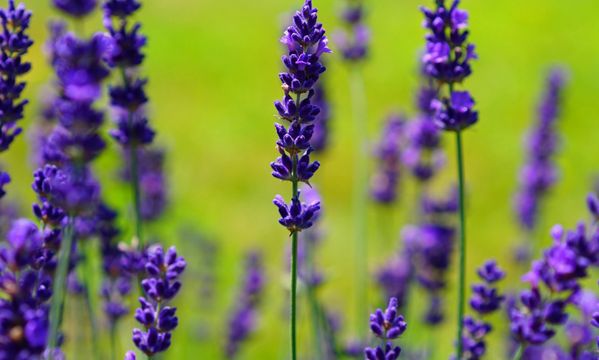 Lavender