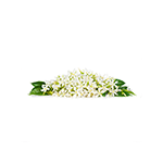 Neroli a ylang-ylang