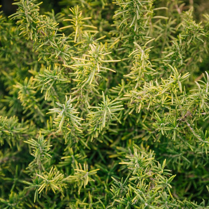 Rosemary