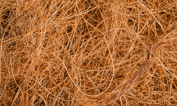 Vetiver