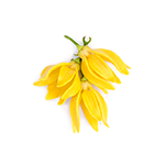 Ylang-ylang