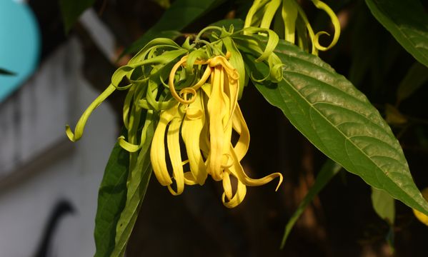 Ylang Ylang