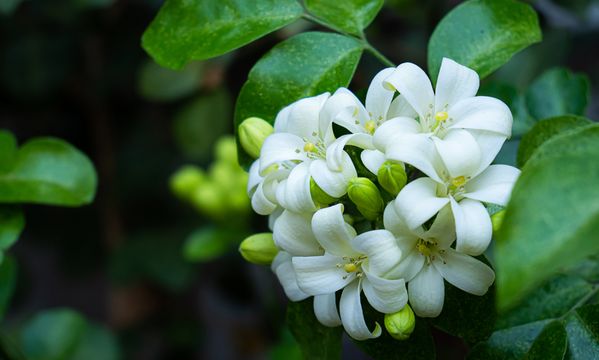 Neroli